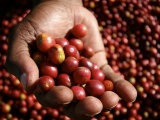 Giá cà phê hôm nay 22/8 tăng 400 đồng/kg, giá tiêu đi ngang