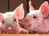 Giá lợn hơi hôm nay (22/8) duy trì mức cao nhất 87.000 đồng/kg