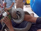 Tây Ninh: Người đàn ông bị rắn hổ mang chúa cắn đang nguy kịch