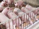 Giá lợn hơi giảm sâu 4.000 đồng/kg và có thể còn giảm