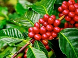 Giá cà phê giảm mạnh, hồ tiêu giữ vững mức cao nhất 50.000 đồng/kg