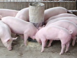 Giá lợn hơi hôm nay (28/8) giảm từ 1.000 - 4.000 đồng/kg