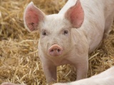 Giá lợn hơi hôm nay (31/8) có nơi giảm sâu đến 5.000 đồng/kg