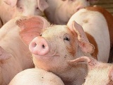 Giá lợn hơi ngày 1/9 giảm mạnh từ 1.000 - 5.000 đồng/kg