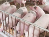 Giá lợn hơi tuần 31/8 - 6/9 giảm sâu tới 6.000 đồng/kg