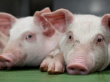 Giá lợn hơi hôm nay (8/9) quay đầu tăng 1.000 - 2.000 đồng/kg