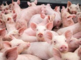 Giá lợn hơi ngày 16/9 đạt mức cao nhất 83.000 đồng/kg