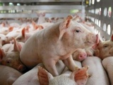 Giá lợn hơi ngày 18/9: Tăng từ 1.000 - 3.000 đồng/kg trên cả 3 miền