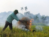 Hà Nội: Chấm dứt tình trạng đốt rơm rạ gây ô nhiễm môi trường