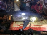 Cá mập xanh nặng 200 kg dạt vào bờ sông ở Quảng Trị
