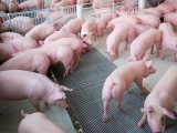 Giá lợn hơi ngày 23/9: Có nơi giảm sâu đến 3.000 đồng/kg