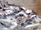 Kim ngạch xuất khẩu cá tra sang Anh tăng mạnh