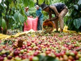 Giá cà phê ngày 29/9 biến động mạnh, giá tiêu tăng thêm 500 đồng/kg