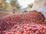 Giá cà phê và hạt tiêu hôm nay 30/9 đồng loạt giảm