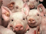 Giá lợn hơi ngày 4/10 trong khoảng 72.000 - 80.000 đồng/kg