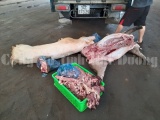 Hải Dương: Tiêu hủy gần 3 tạ thịt lợn thối của cơ sở giết mổ không phép