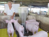 Giá lợn hơi hôm nay 17/10: Có nơi biến động tăng 1.000 - 2.000 đồng/kg