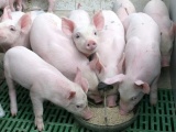 Giá lợn hơi tăng 1.000 - 2.000 đồng/kg trên cả 3 miền