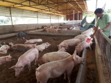 Nhiều tỉnh, thành phố có tỷ lệ tái đàn lợn đạt trên 100%