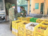 Quảng Ninh: Bắt 2 vụ vận chuyển hơn 29.000 gà giống và trứng vịt nhập lậu
