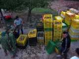 Quảng Ninh: Thu giữ gần 105.000 gia cầm giống, trứng gia cầm nhập lậu