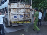 Thái Bình: Bắt xe tải vận chuyển hơn 1,4 tấn lợn nhiễm dịch tả lợn Châu Phi 