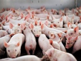 Giá lợn hơi hôm nay quay đầu giảm từ 1.000 - 4.000 đồng/kg 