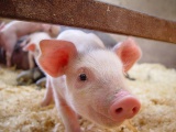 Giá lợn hơi hôm nay 4/11: Giảm nhẹ từ 1.000 - 2.000 đồng/kg