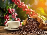 Xuất khẩu cà phê Việt Nam giảm 1,3% trong 10 tháng