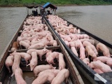 Giá lợn hơi biến động từ 1.000 - 2.000 đồng/kg trong phiên đầu tuần