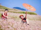 Lễ hội hoa tam giác mạch Hà Giang mở cửa miễn phí 