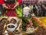 Định hướng phát triển thương hiệu cà phê đặc sản của Việt Nam 