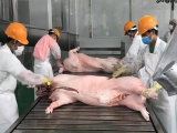 Giá lợn hơi hôm nay 11/12 đạt cao nhất 72.000 đồng/kg