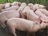 Giá lợn hơi hôm nay 27/12 dao động từ 71.000 - 79.000 đồng/kg