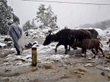 Gần 100 con gia súc tại Sơn La bị chết do rét đậm