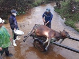 Làm rõ nguyên nhân trâu bò chết rét nhiều tại Thừa Thiên-Huế
