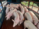 Giá lợn hơi hôm nay 26/1 duy trì mức cao nhất 87.000 đồng/kg