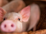Giá lợn hơi ngày 28/1 biến động từ 1.000 - 3.000 đồng/kg