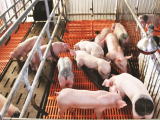 Giá lợn hơi đầu tuần 1/2/2021 cao nhất đạt 84.000 đồng/kg