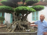 Nghệ nhân Nguyễn Văn Ngọ - Người “thổi hồn” cho cây cảnh bonsai