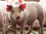 Giá lợn hơi ngày 6/2/2021 giảm 1.000 - 5.000 đồng/kg