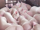 Giá lợn hơi ngày 9/2 giảm mạnh 5.000 đồng/kg