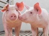 Giá lợn hơi hôm nay 10/2 tiếp tục giảm 1.000 - 3.000 đồng/kg