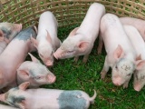Giá lợn hơi ngày 17/2 đồng loạt tăng trên cả nước