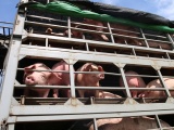Giá lợn hơi ngày 1/3 dao động từ 74.000 - 78.000 đồng/kg