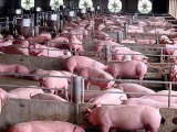 Giá lợn hơi hôm nay 10/3/2021 cao nhất đạt 78.000 đồng/kg