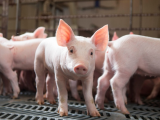 Giá lợn hơi ngày 11/3 dao động 73.000 - 78.000 đồng/kg