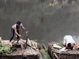 Thanh Hóa: Cá lồng nuôi trên sông Mã của 71 hộ dân bị chết hàng loạt