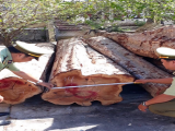 Tiền Giang: Phát hiện gần 27.000 m3 gỗ không có hồ sơ lâm sản hợp pháp