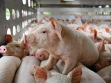 Giá lợn hơi ngày 26/3 bất ngờ tăng 1.000 - 2.000 đồng/kg